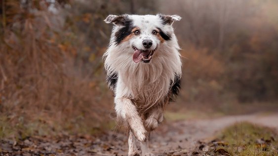 Hund